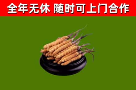 南投回收散虫草
